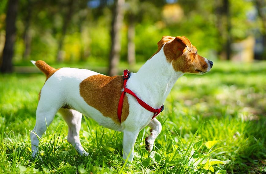 Jack Russell Terrier
