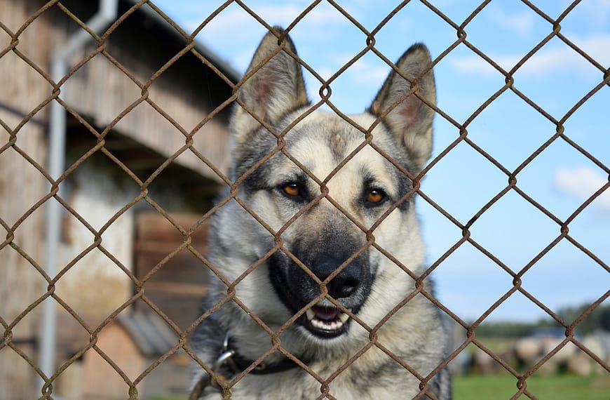 adopcja vs pies z hodowli