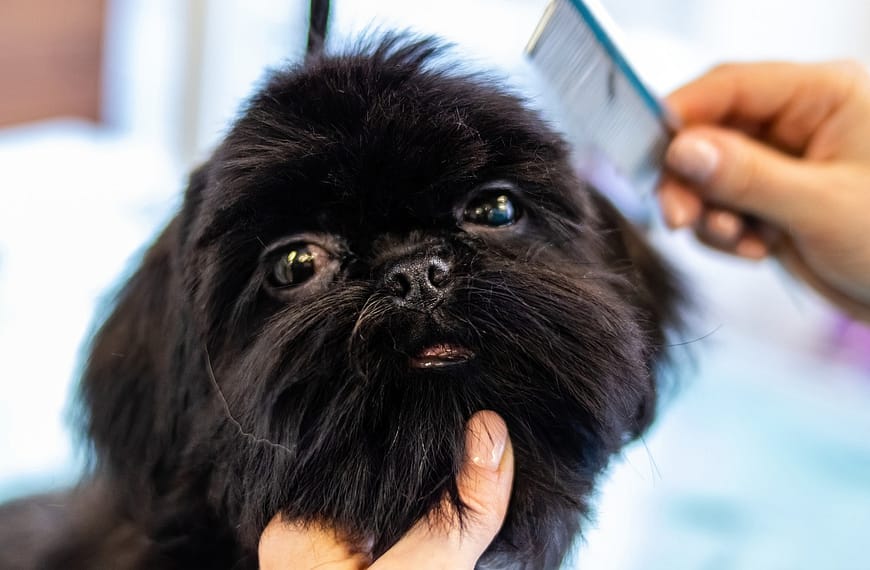 pielegnacja siersci twojego psa