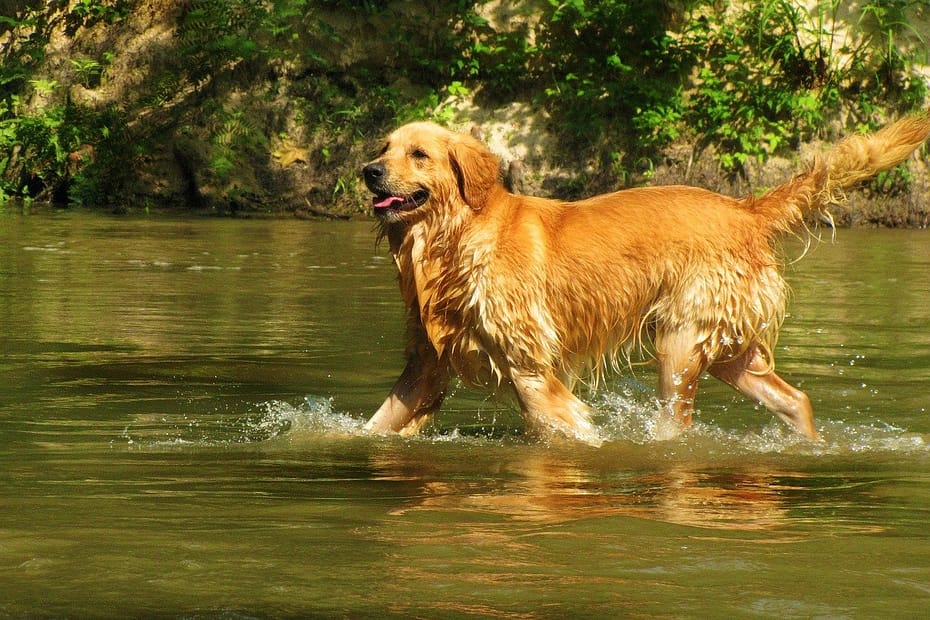 golden retriever