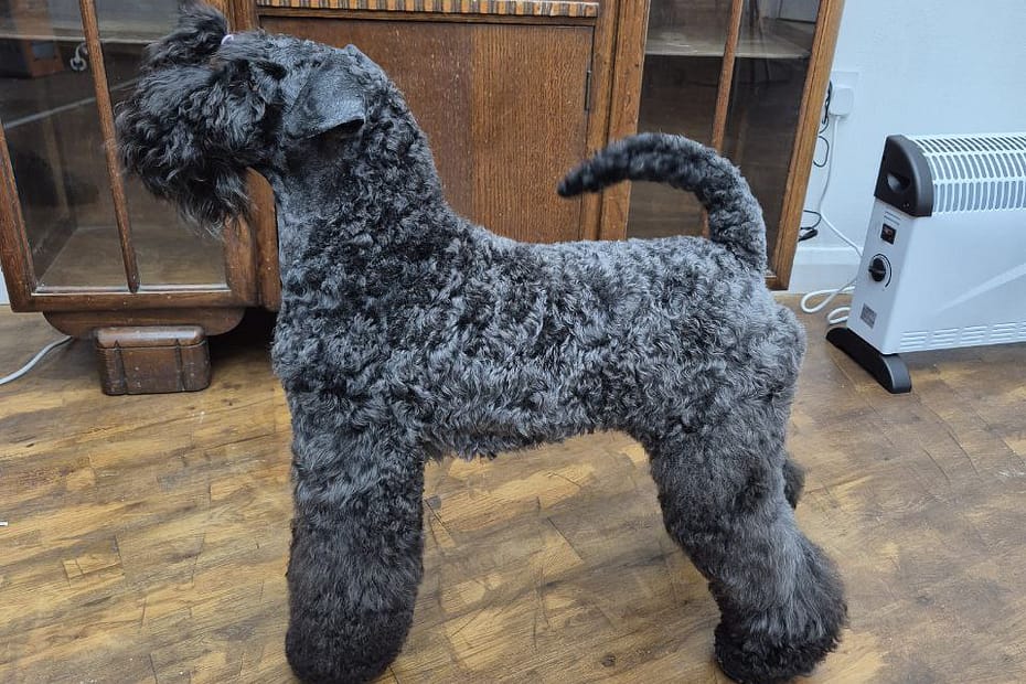 kerry blue terrier