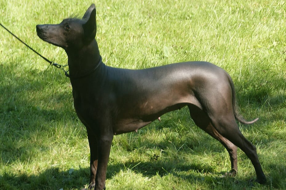 Nagi Pies Meksykański – Xoloitzquintle