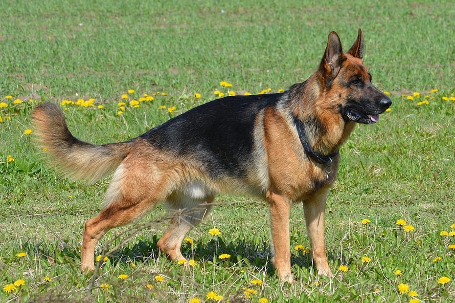 owczarek niemiecki